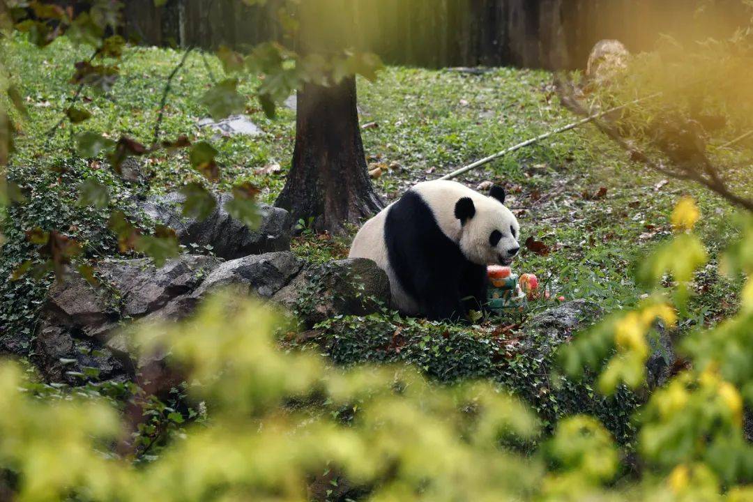 旅美大熊猫回国是否反映中美关系紧张程度？外交部回应